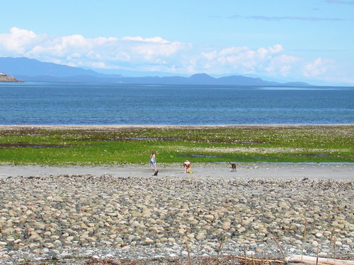 The beach infront of our house